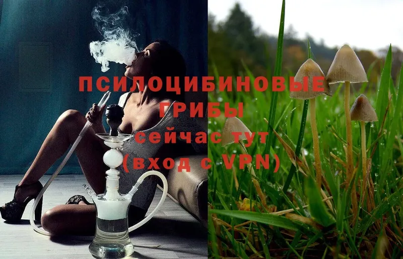 где купить наркоту  Инза  Псилоцибиновые грибы Magic Shrooms 